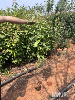 高度40厘米再力花