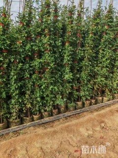 60厘米藤本月季