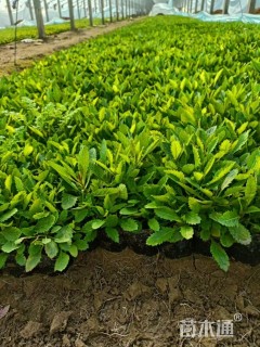 高度25厘米柳叶马鞭草