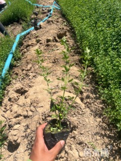 高度30厘米迎春花