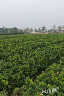 高度50厘米大叶黄杨