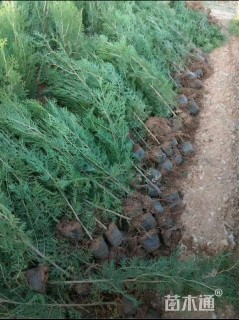 高度50厘米侧柏