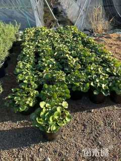 高度10厘米虎耳草