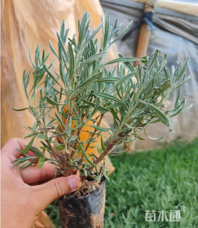 高度30厘米薰衣草