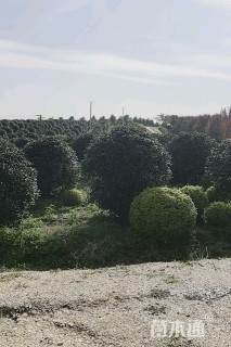 15公分小叶金桂