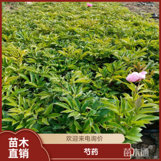 高度30厘米芍药