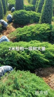 高度200厘米望都塔桧