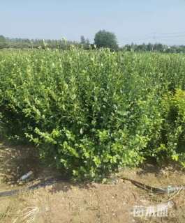 冠幅130厘米卫矛球