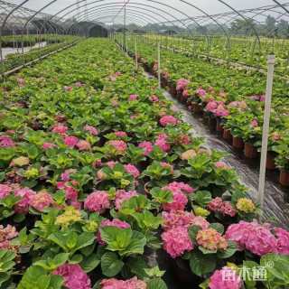 高度26厘米绣球