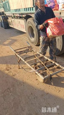 高度26厘米粉黛乱子草