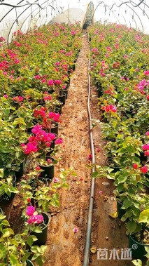 高度30厘米三角梅