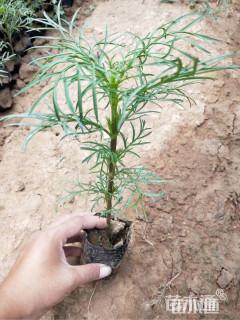 高度20厘米波斯菊