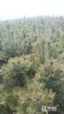 高度80厘米黑松