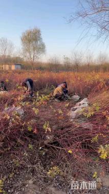 高度60厘米红刺玫