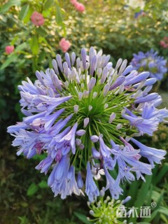 高度30厘米百子莲