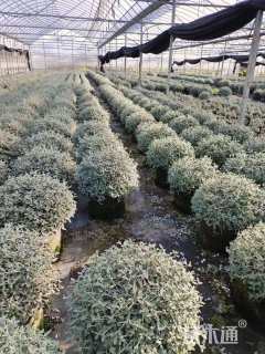 高度50厘米绵毛水苏