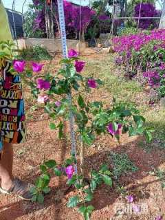 高度60厘米三角梅