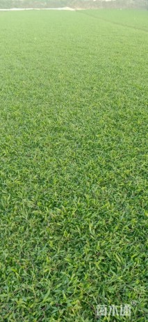 大叶油草