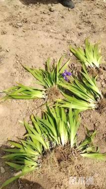 高度20厘米黄花鸢尾