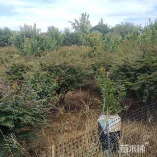 15公分日本红枫-红舞姬