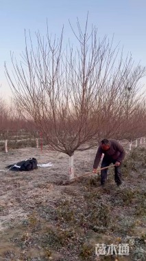 10公分红叶碧桃