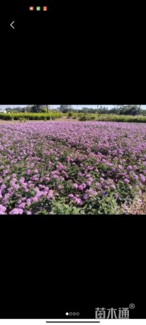高度20厘米紫花马樱丹