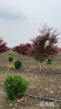 6公分日本红枫