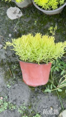 高度10厘米佛甲草