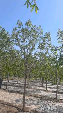 12公分红花七叶树