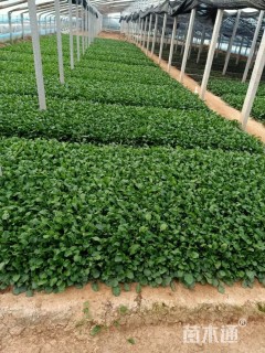 高度12厘米大滨菊