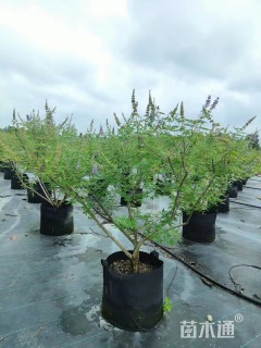 高度120厘米穗花牡荆