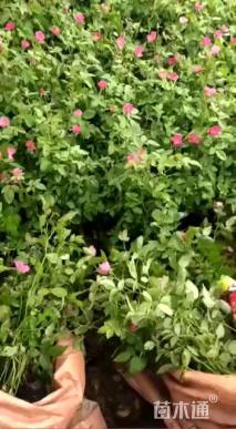 高度30厘米丰花月季