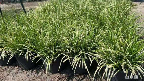 高度20厘米麦冬