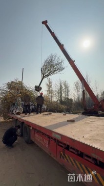 15公分日本晚樱