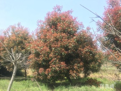 10公分红叶石楠