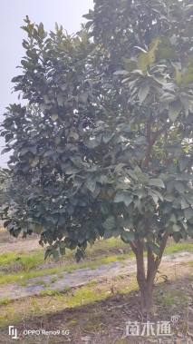 17公分(3杆)丛生香泡