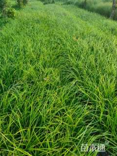 高度15厘米崂峪苔草