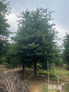 20公分大腹木棉