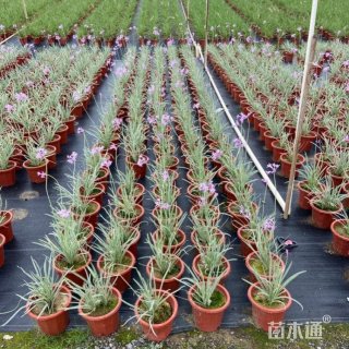 高度40厘米紫娇花