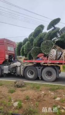 55公分对节白蜡