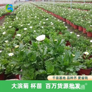 高度30厘米大滨菊