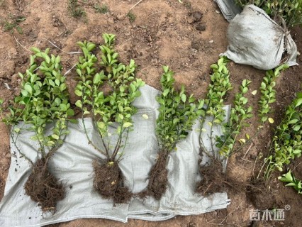 高度40厘米卫矛