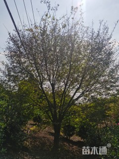 18公分鸡爪槭