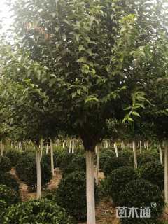 18公分大叶女贞