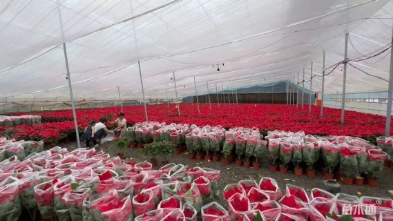 高度45厘米一品红