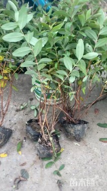 高度50厘米金丝桃