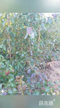 高度60厘米杜梨小苗