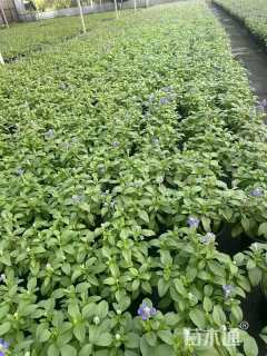 高度30厘米鼠尾草