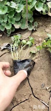 高度25厘米活血丹