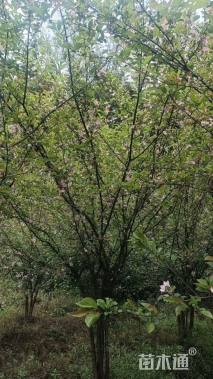 18公分垂丝海棠